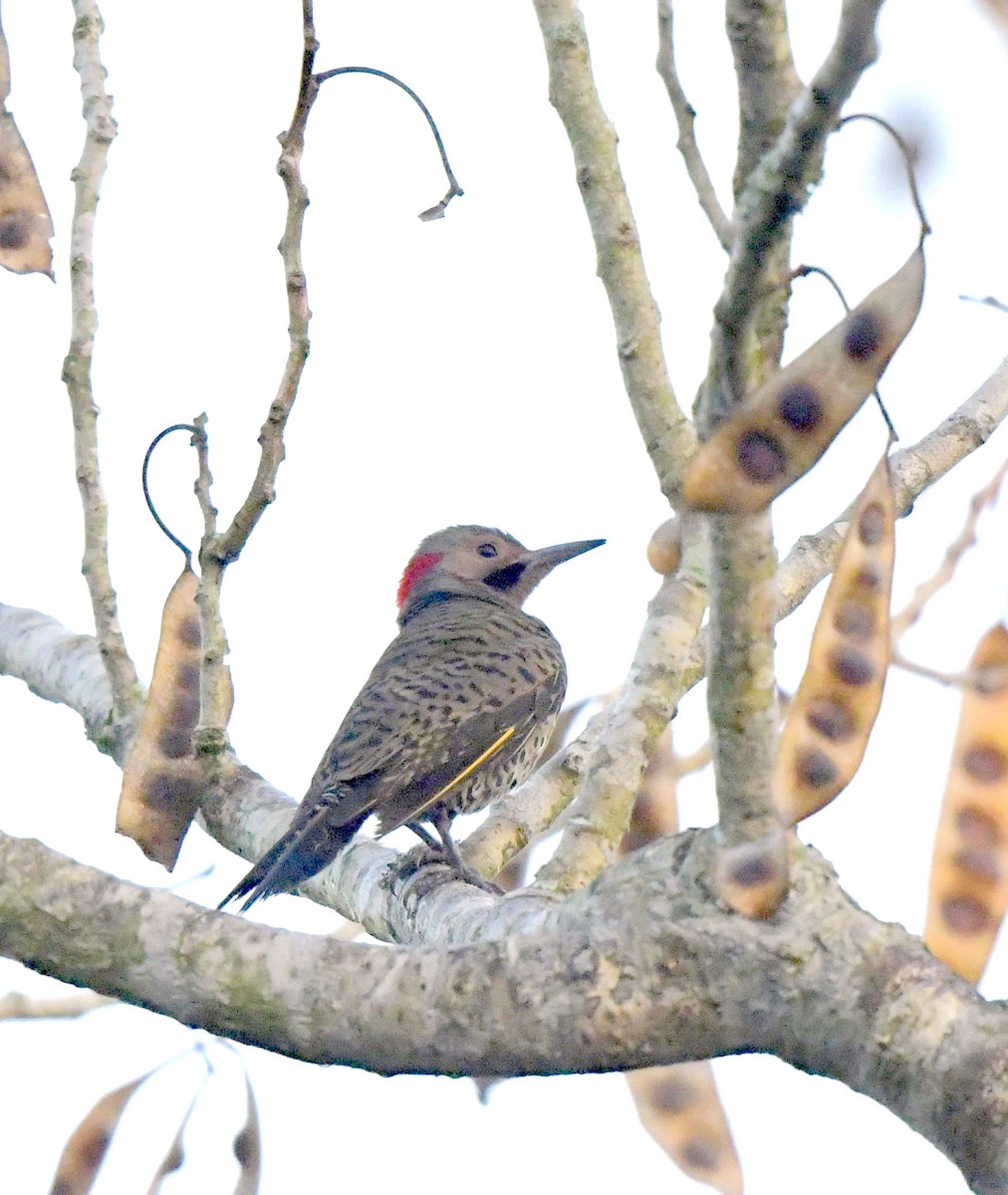 Northern Flicker - ML149044961