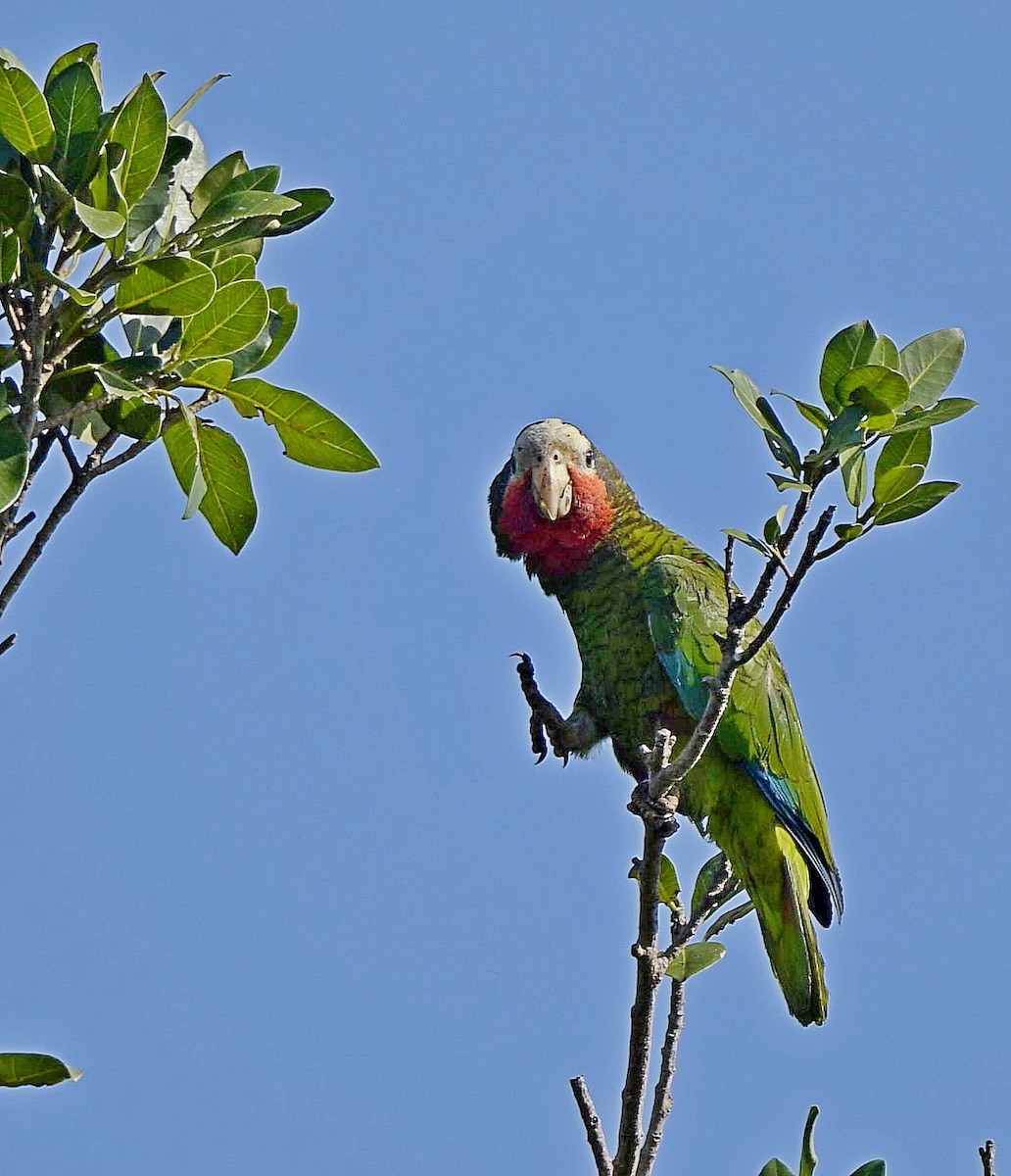 Küba Amazonu (leucocephala) - ML149045091