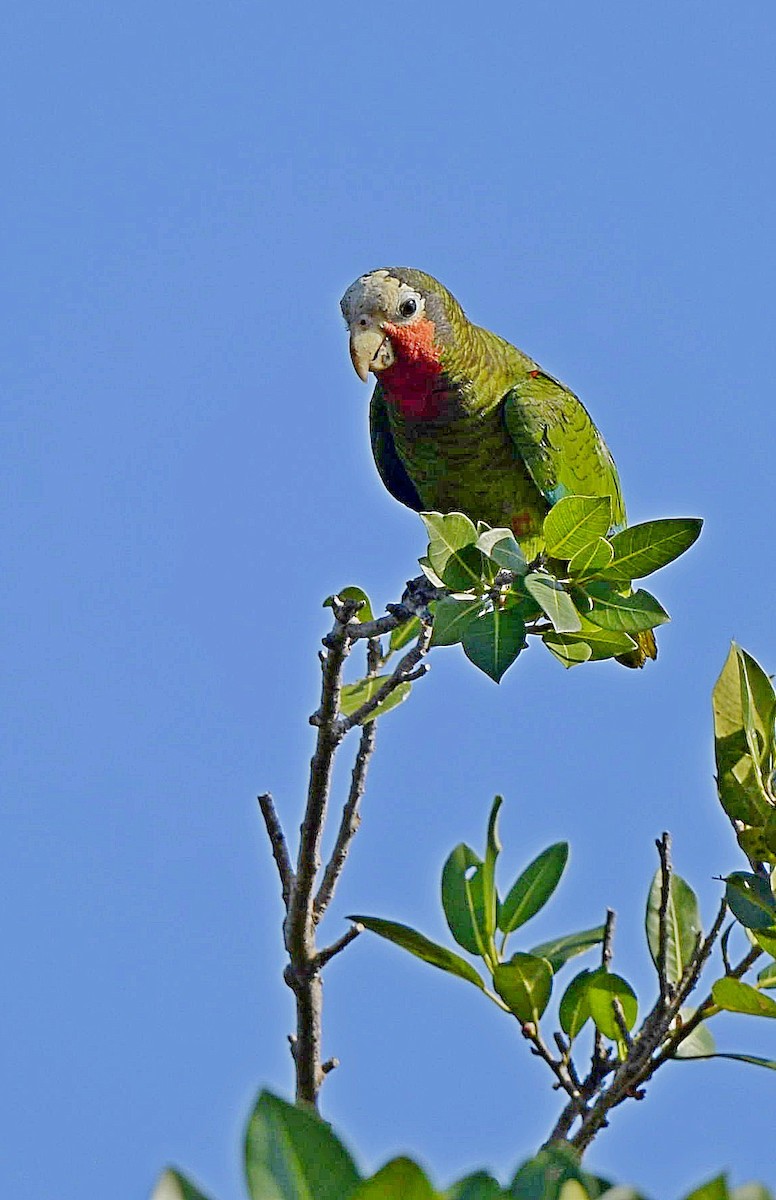 Küba Amazonu (leucocephala) - ML149045131
