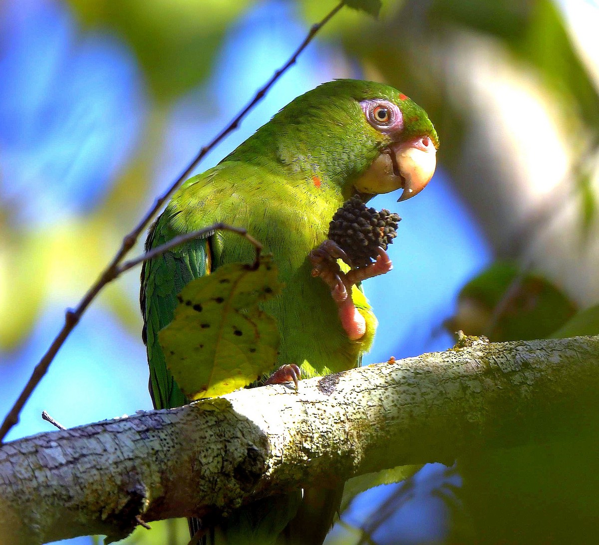 Cuban Parakeet - ML149045491