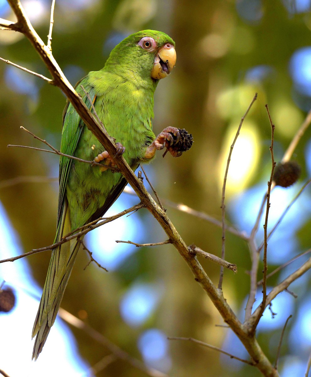 Cuban Parakeet - ML149045661