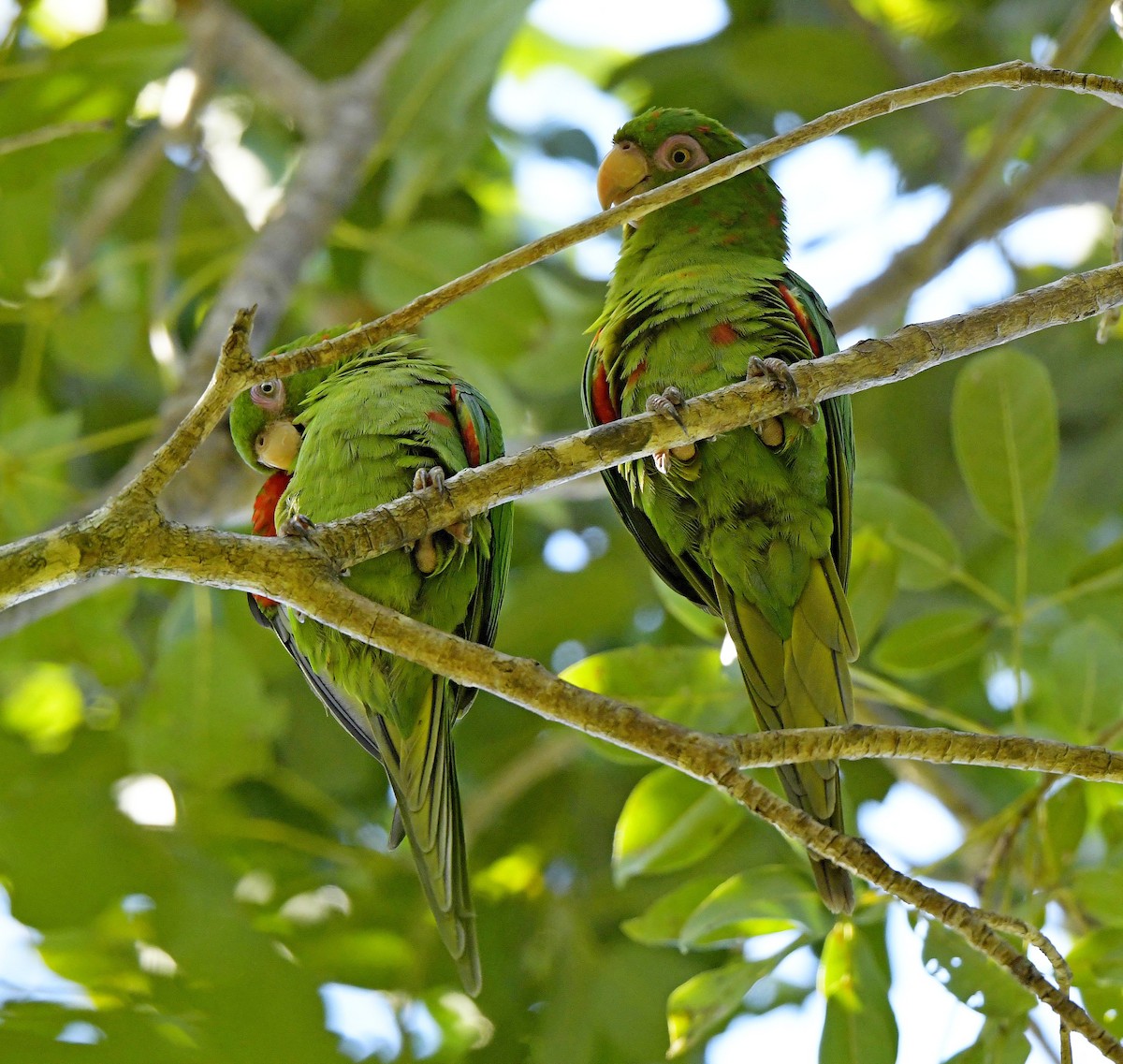 Cuban Parakeet - ML149045951