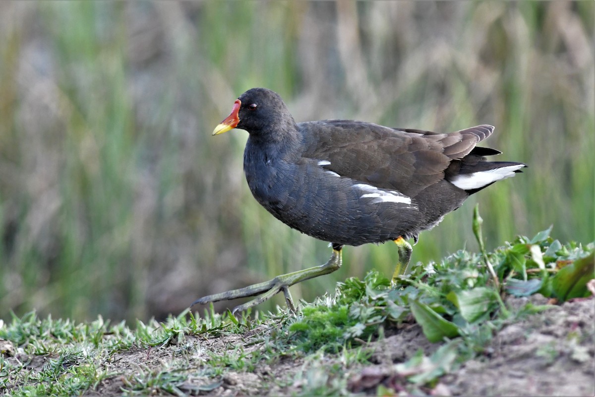 Eurasian Moorhen - Haldun Savaş