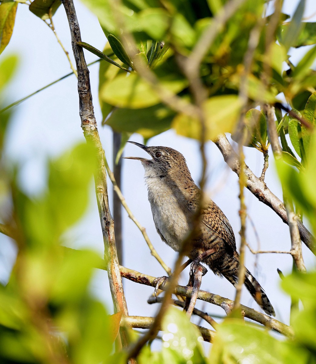 Zapata Wren - ML149046861