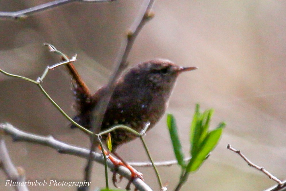 Winter Wren - ML149048001