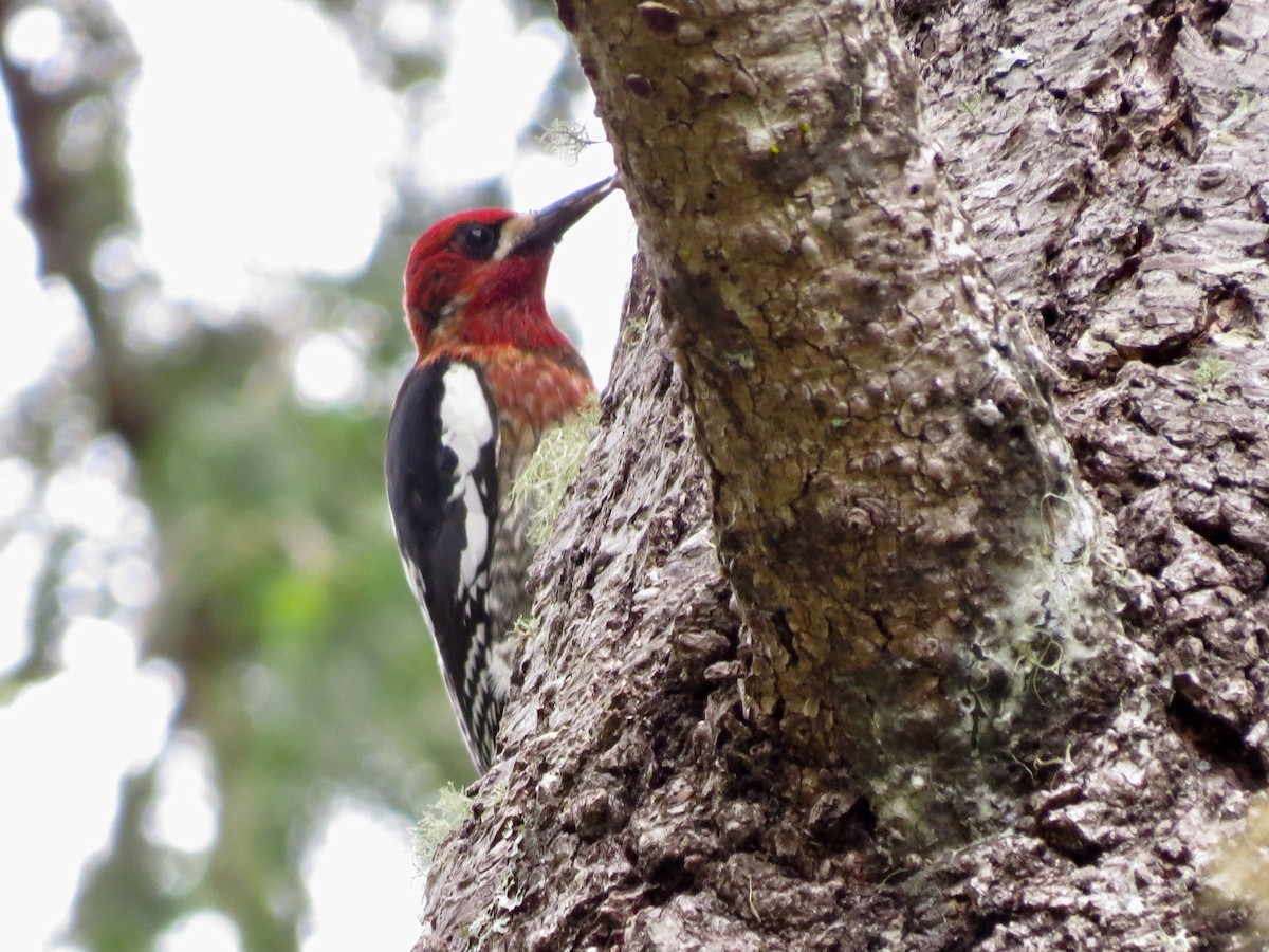 Red-breasted Sapsucker - Alane Gray