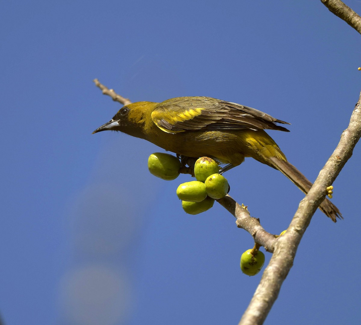 Cuban Oriole - ML149048301