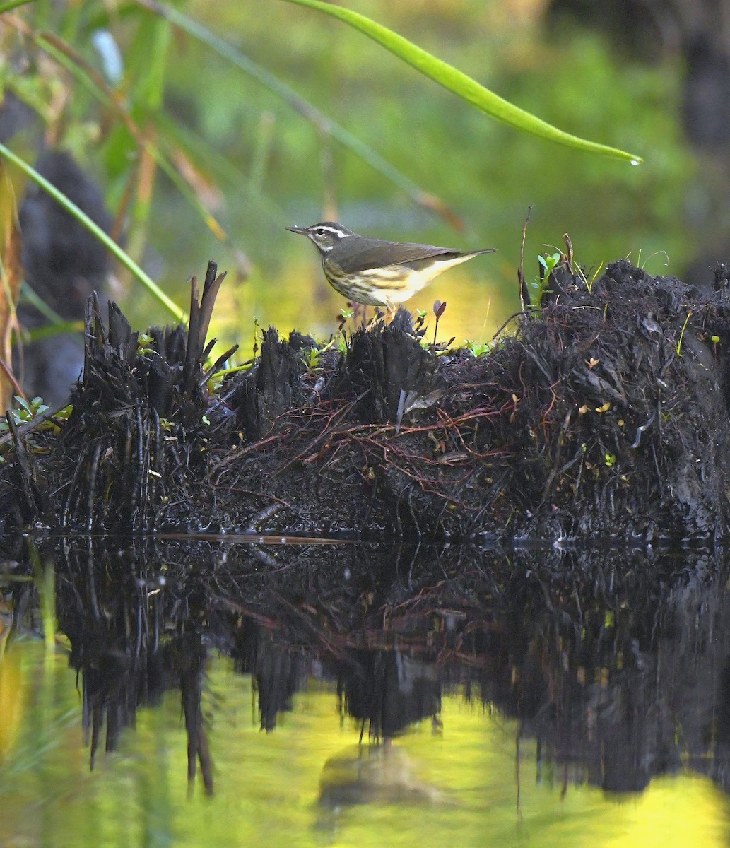 Louisiana Waterthrush - ML149048791