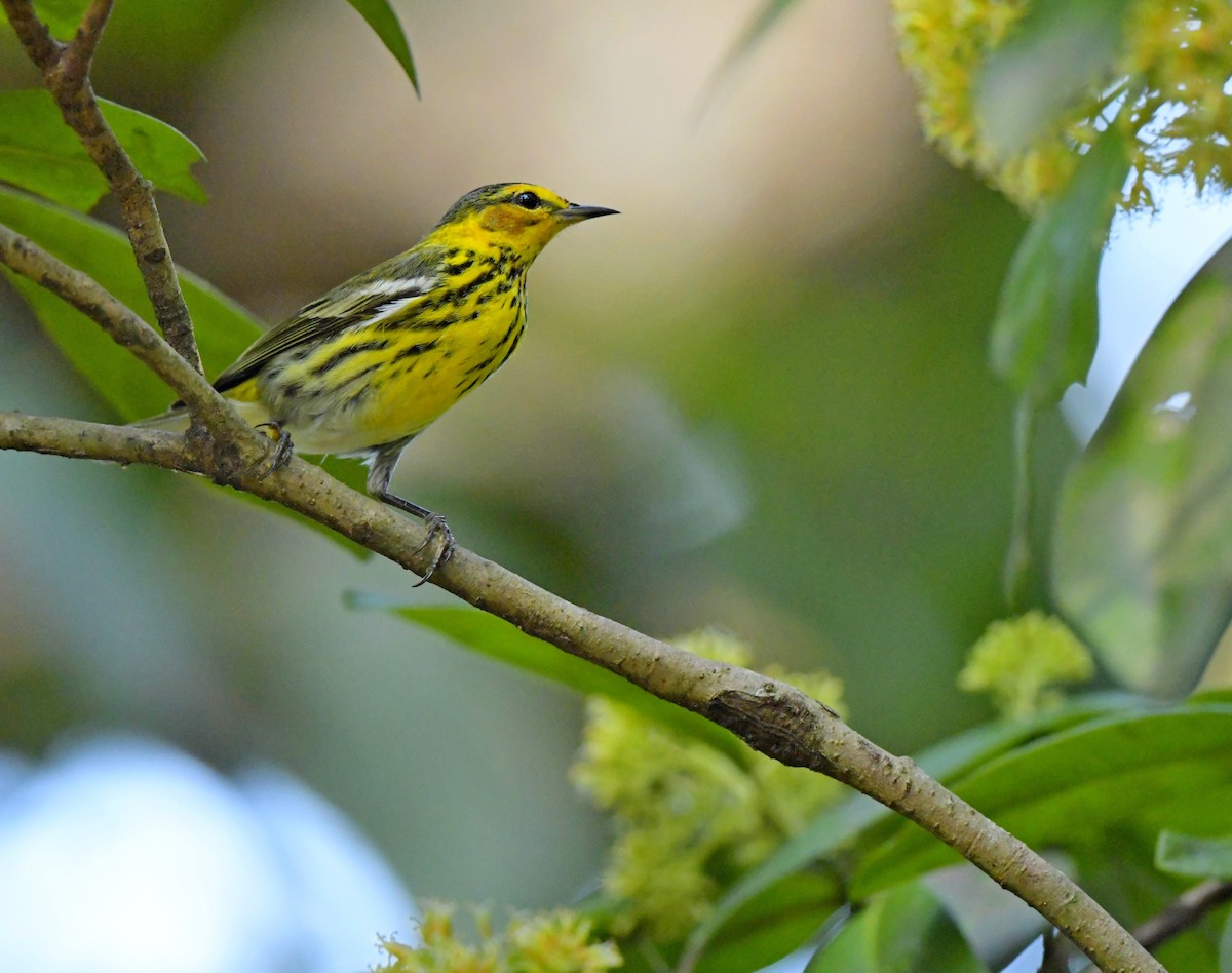 Cape May Warbler - Paul Arneson