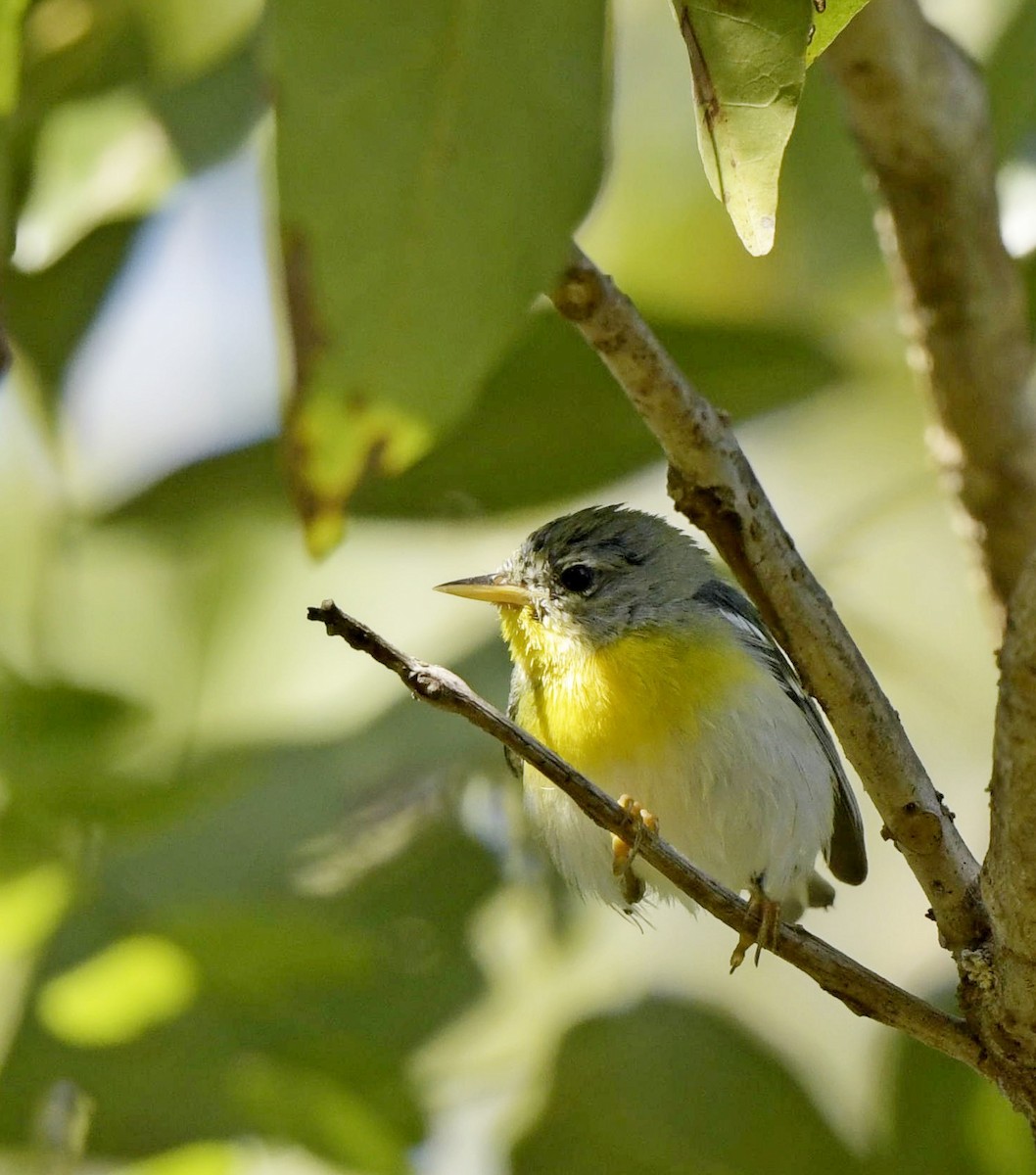 Northern Parula - ML149050051