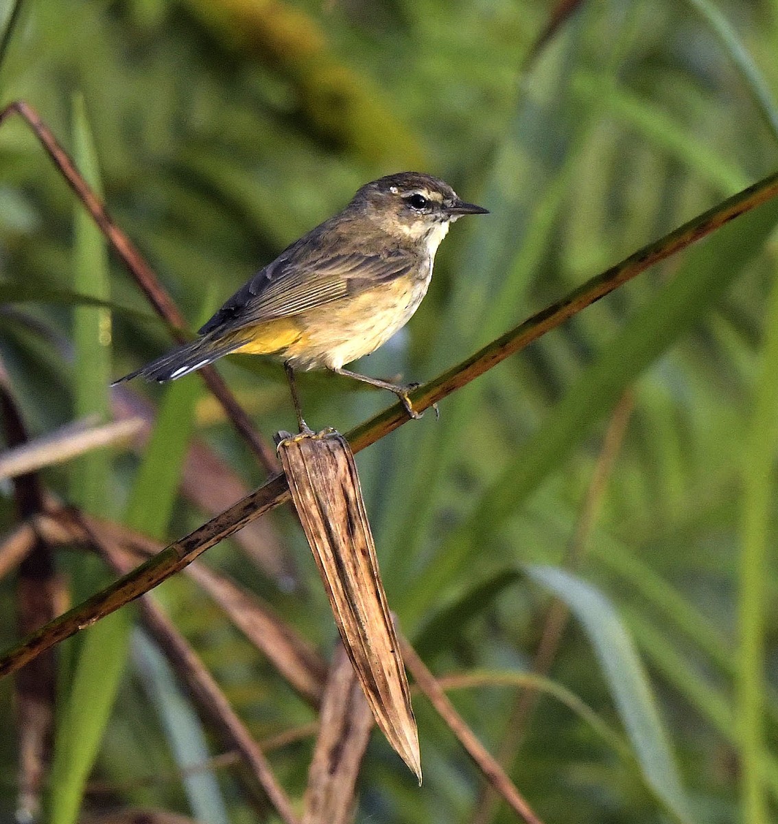 Palm Warbler - ML149050371