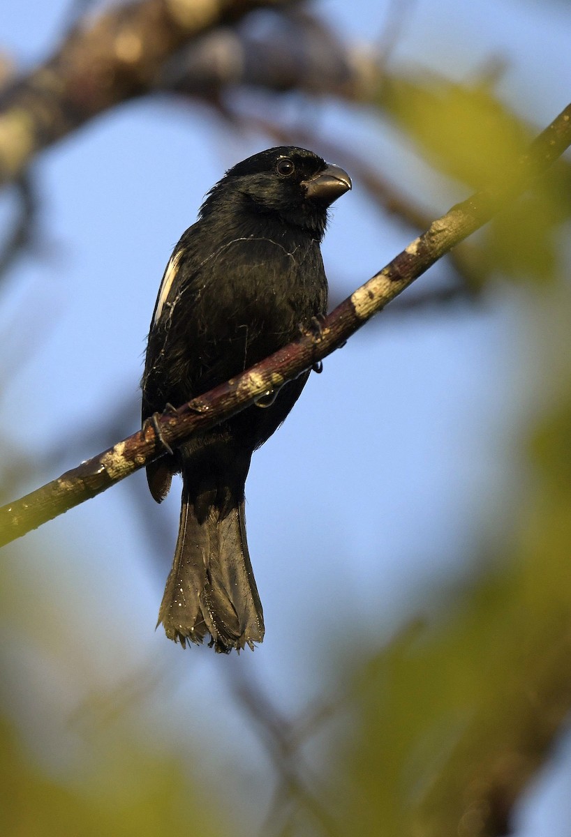 Cuban Bullfinch - ML149050511