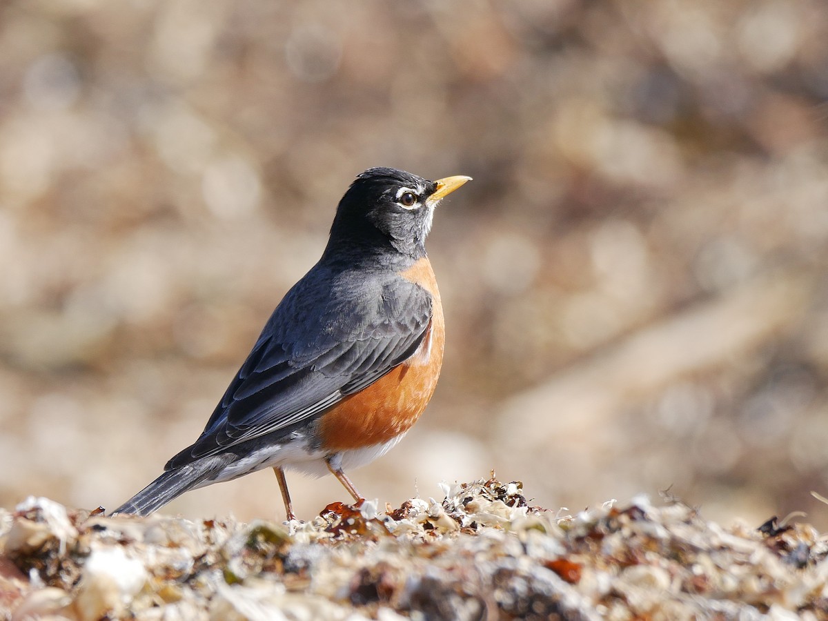 American Robin - ML149052211