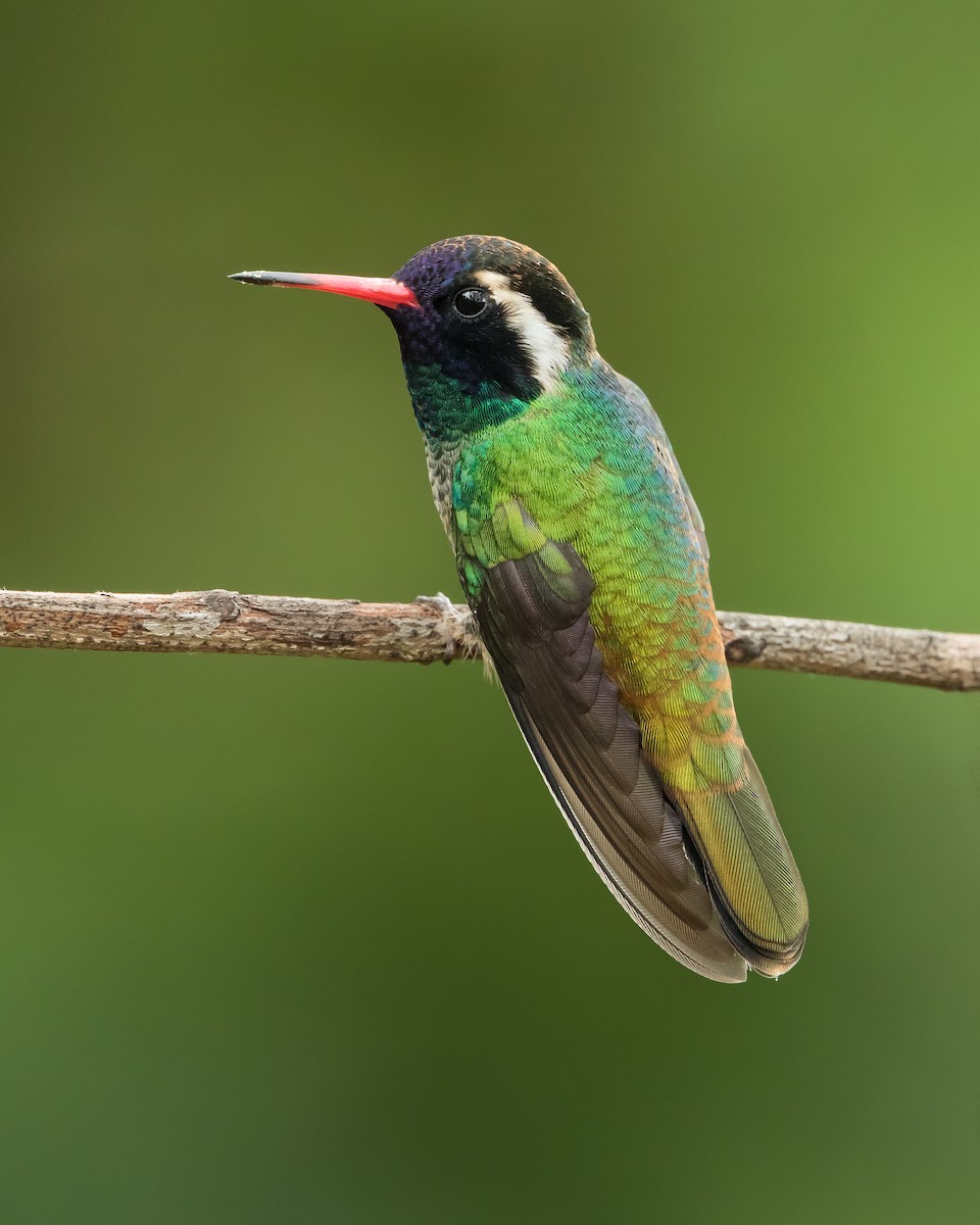 kolibřík bělouchý - ML149052491