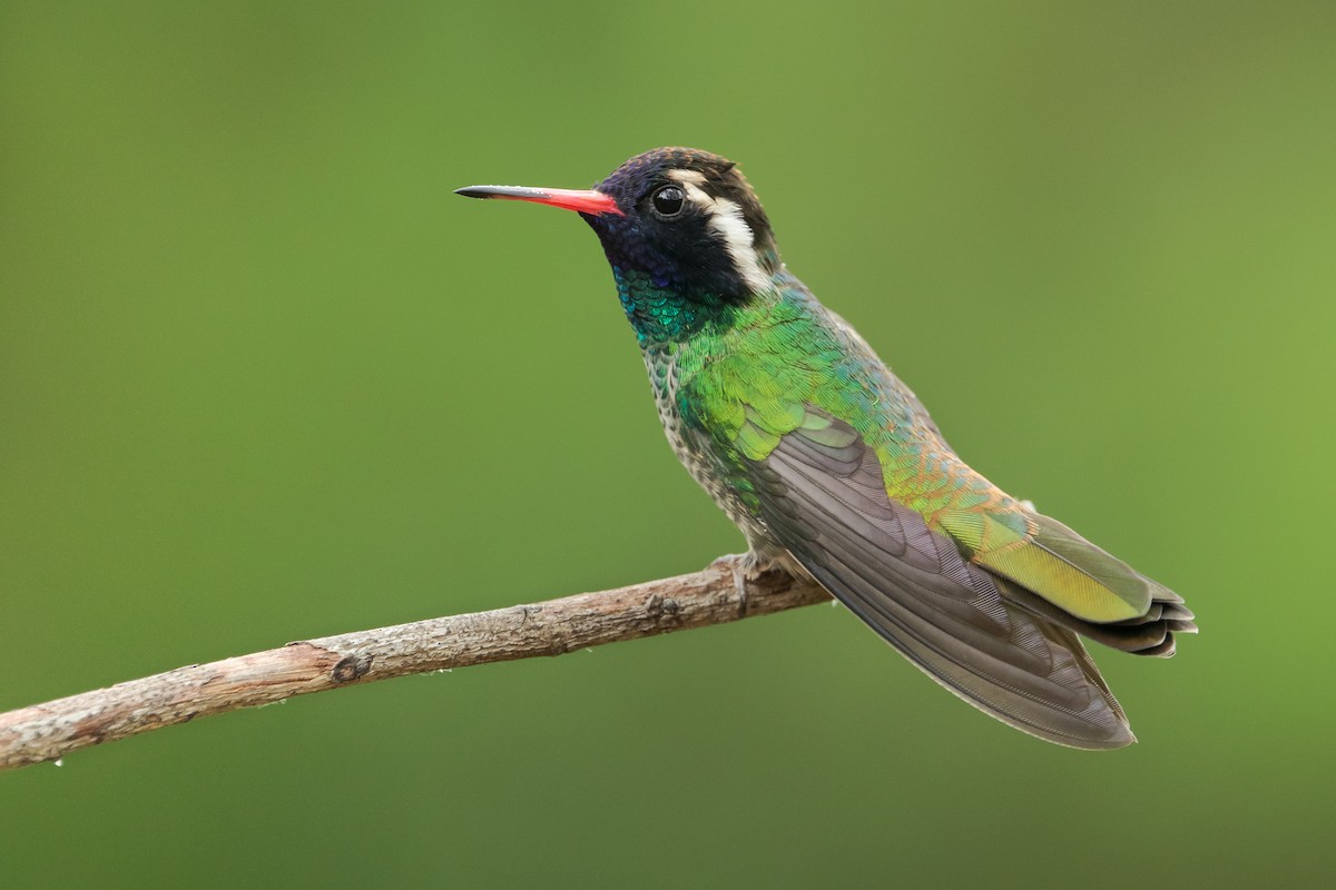 kolibřík bělouchý - ML149052511