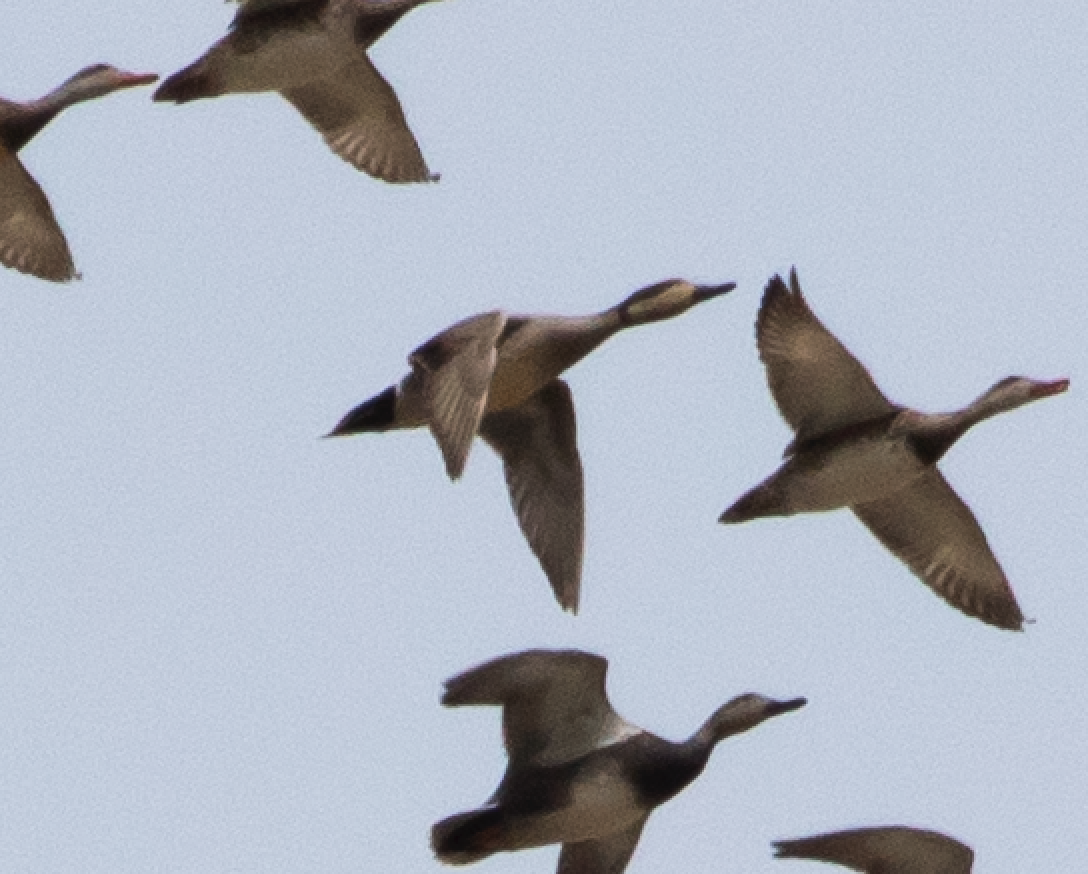 Gadwall x Northern Pintail (hybrid) - ML149053911