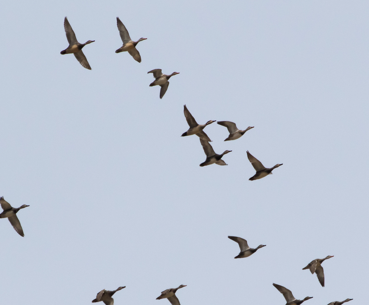 Gadwall x Northern Pintail (hybrid) - ML149054051