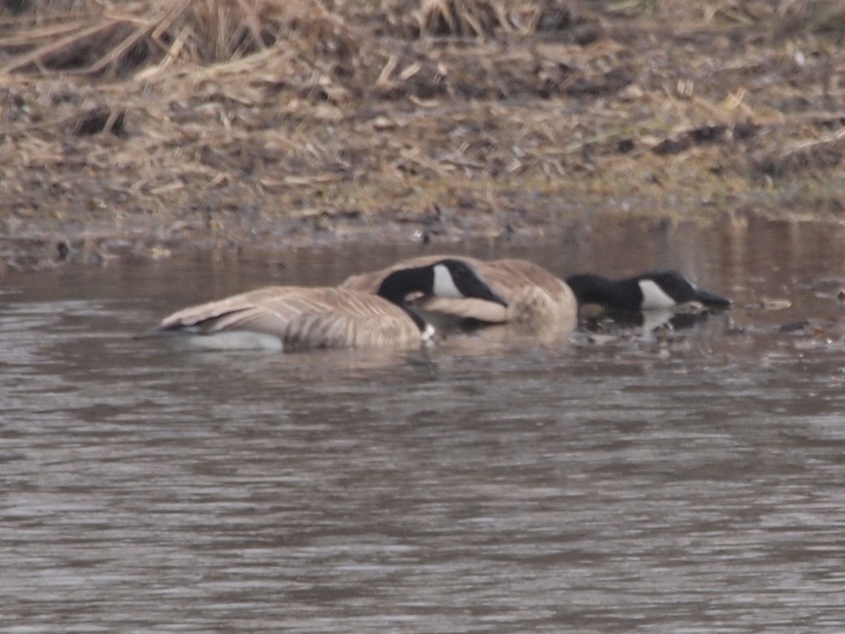 Canada Goose - ML149055771