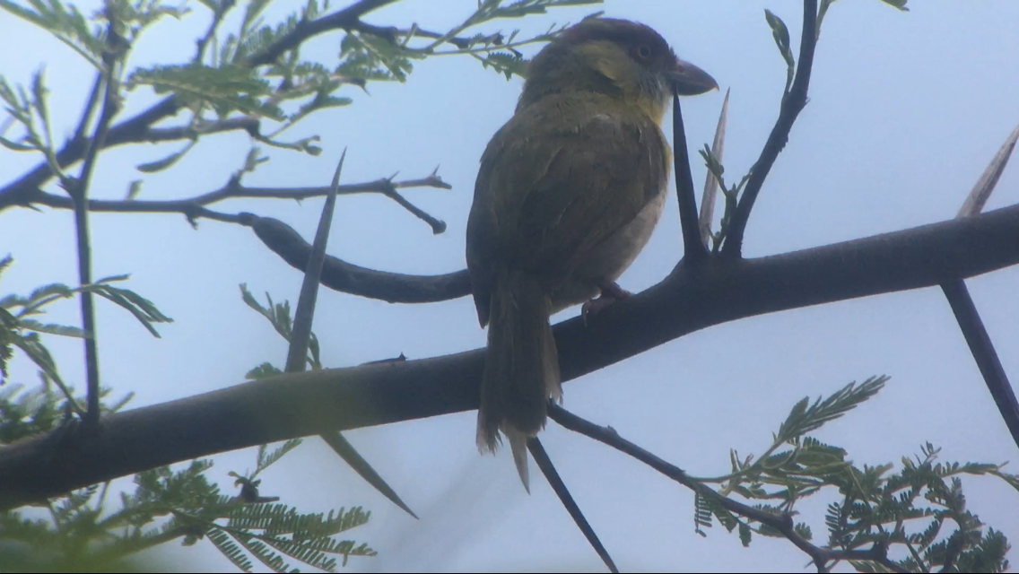 Rufous-browed Peppershrike - ML149056661