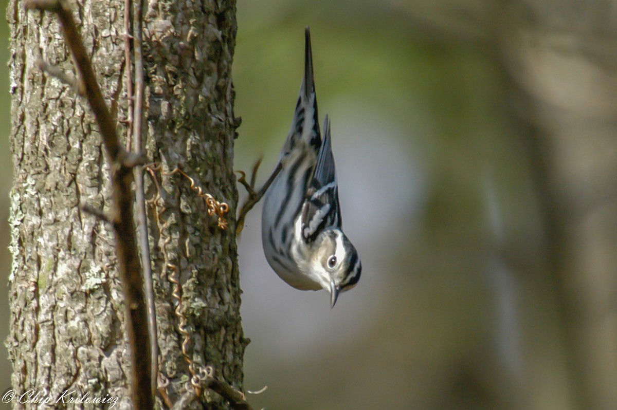 Black-and-white Warbler - ML149057671