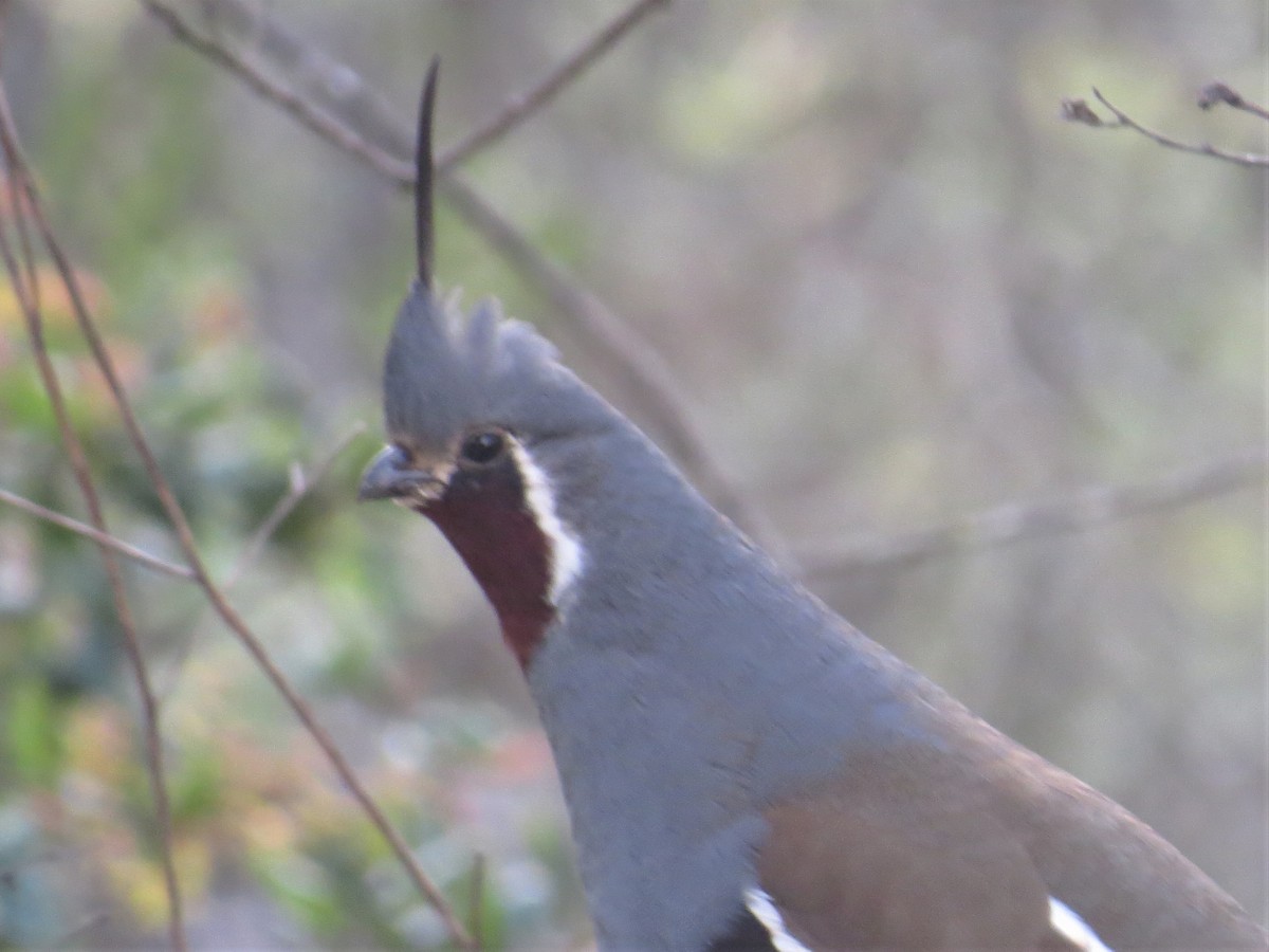 Mountain Quail - Maggie Smith