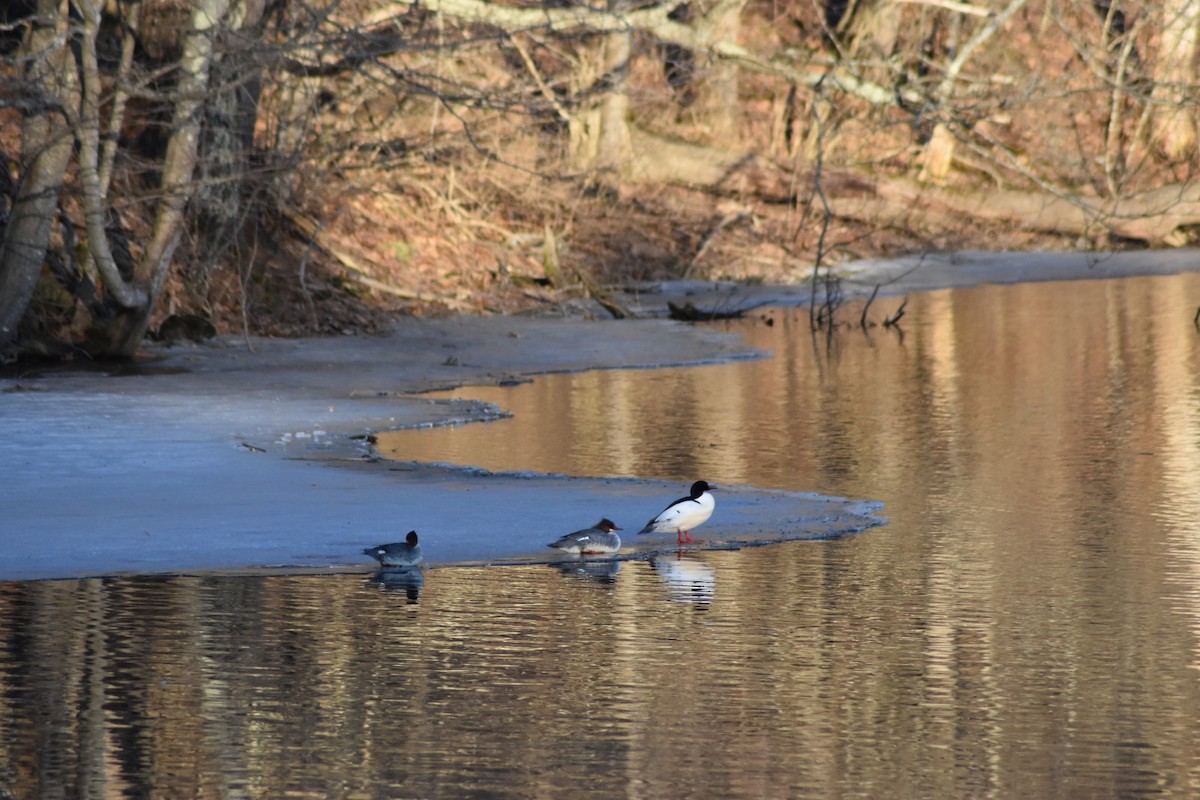 Common Merganser - ML149059621