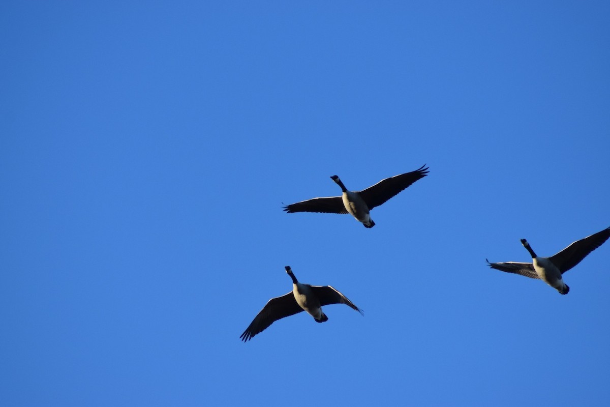 Canada Goose - ML149059661