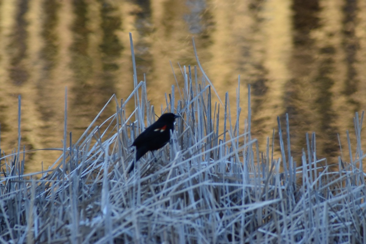 Red-winged Blackbird - ML149059721