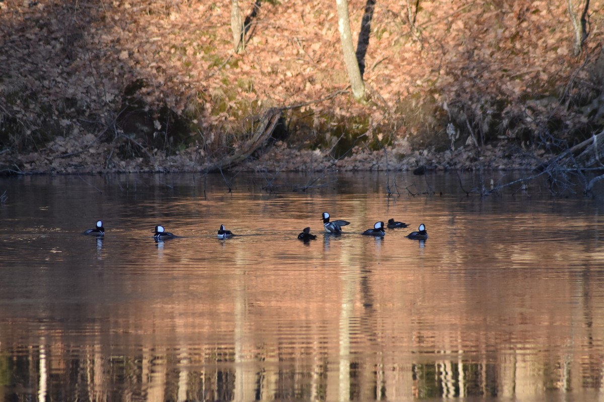 Hooded Merganser - Jimmy  Welch