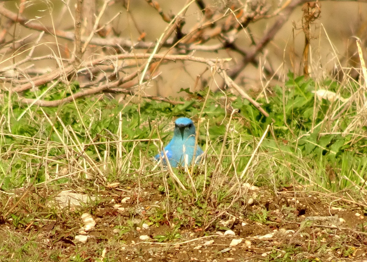 Mountain Bluebird - ML149061461