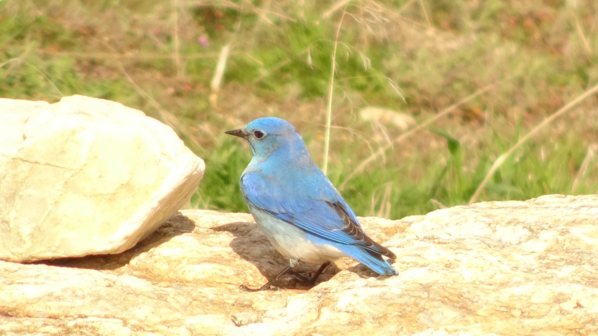 Mountain Bluebird - ML149061481