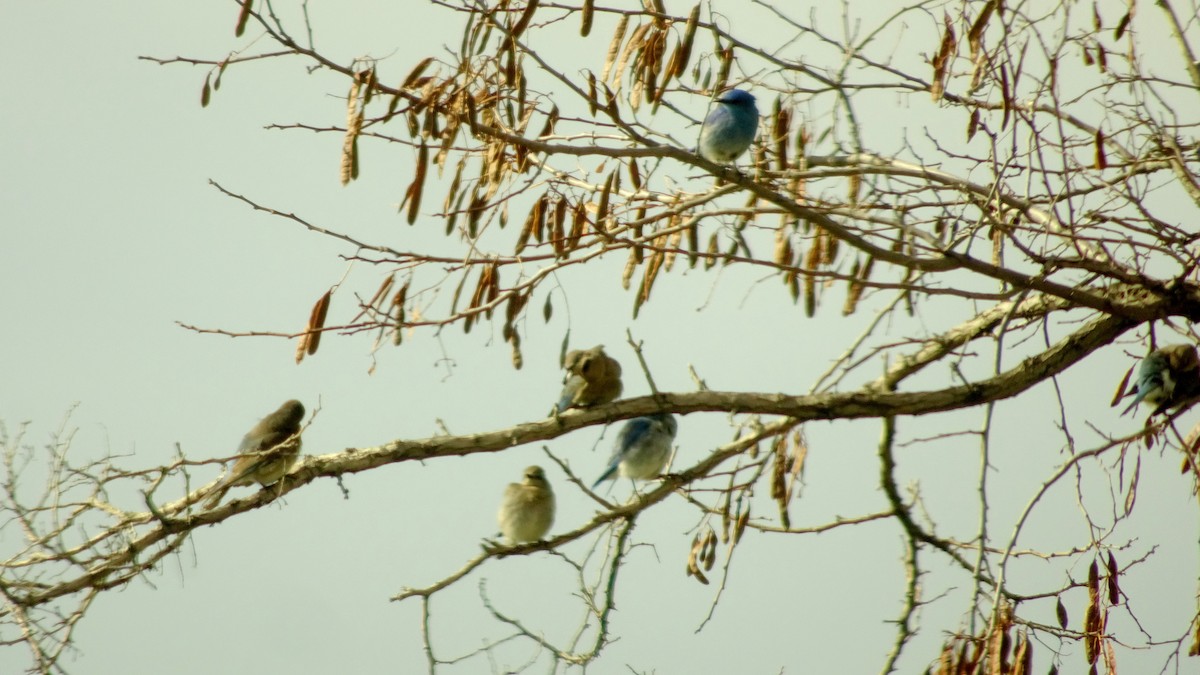 Mountain Bluebird - ML149061601