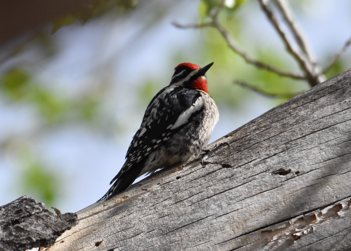 Red-naped Sapsucker - ML149061611