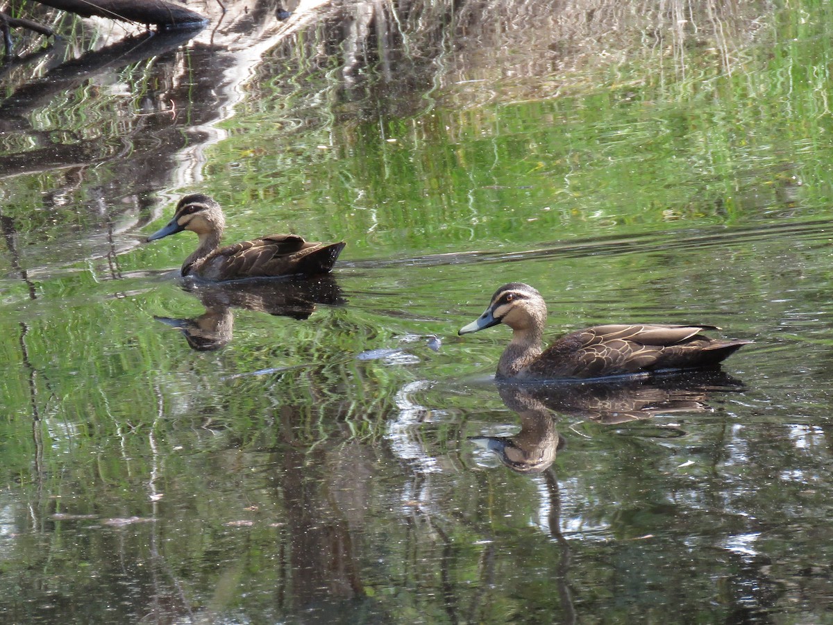 Pacific Black Duck - ML149061691