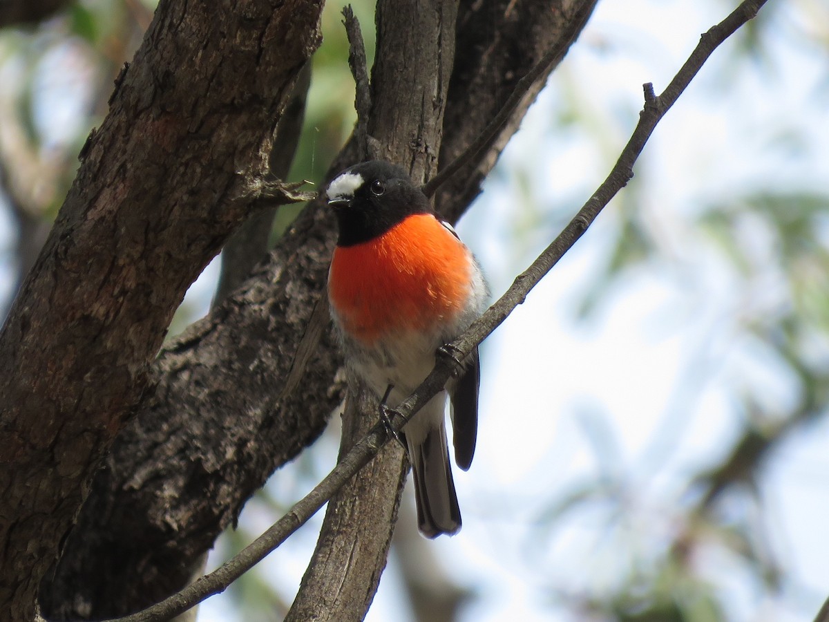 Scarlet Robin - ML149062011