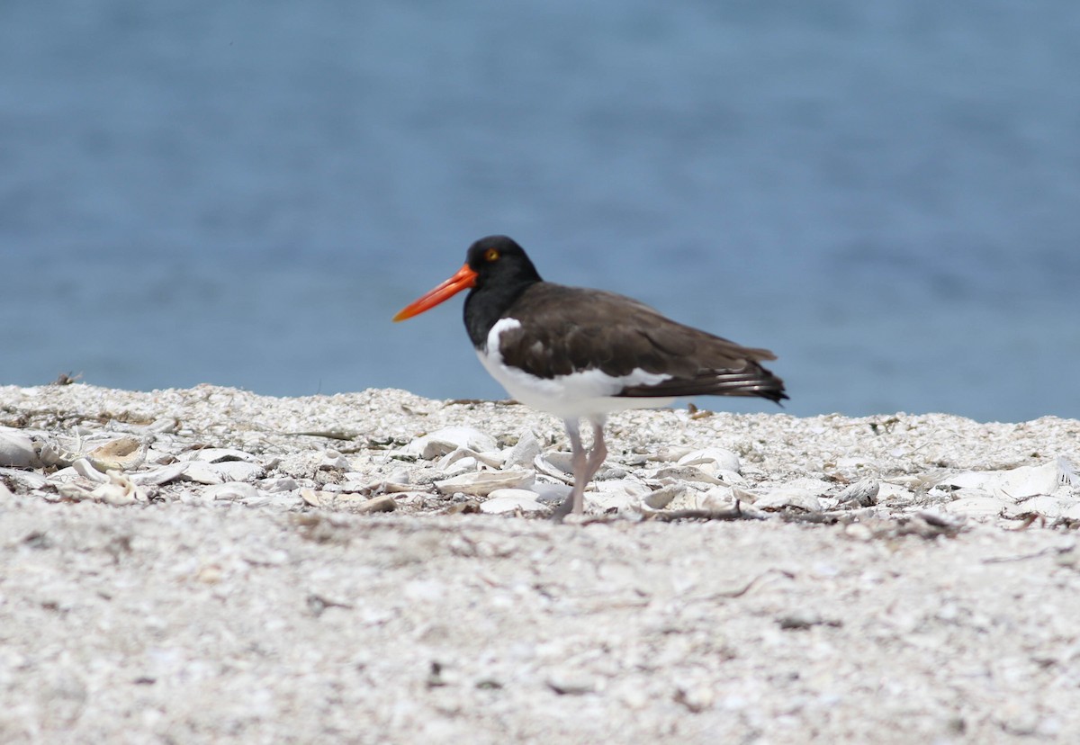 American Oystercatcher - ML149062351