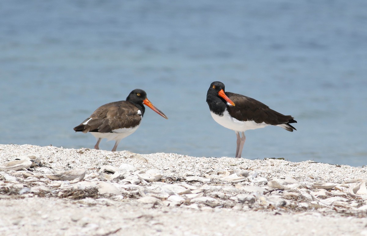 American Oystercatcher - ML149062361