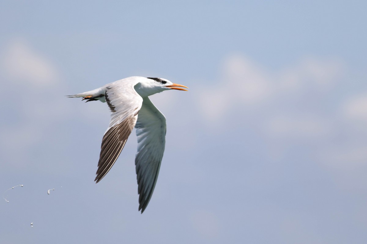 Royal Tern - ML149062471