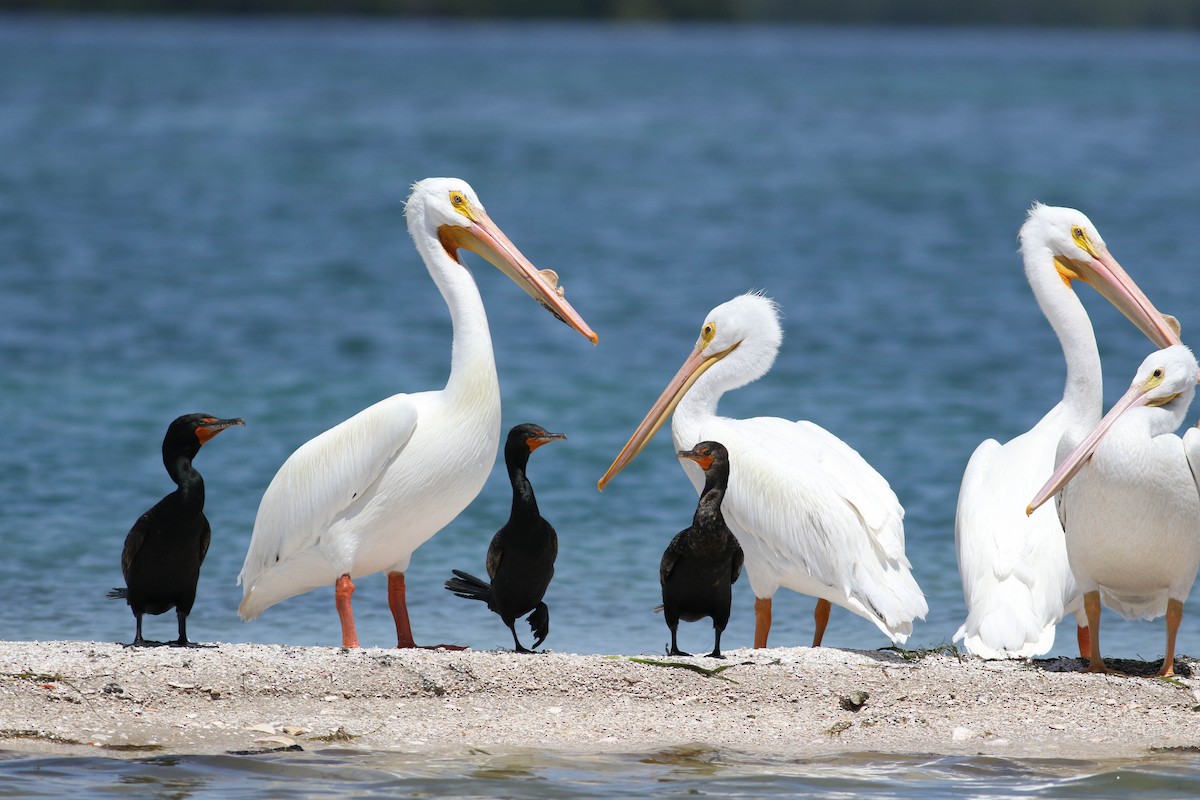 American White Pelican - ML149062561