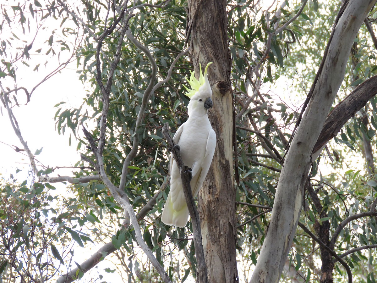 gultoppkakadu - ML149062601