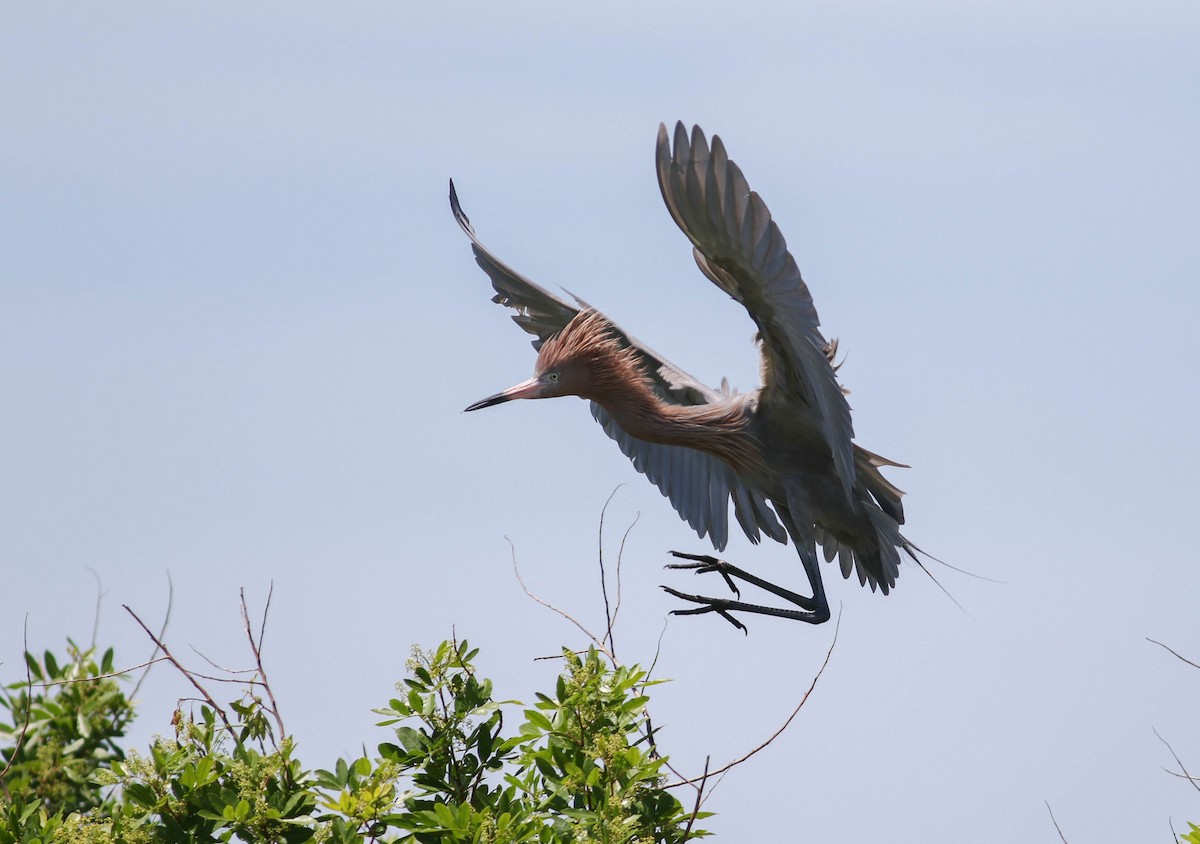 Reddish Egret - ML149062671