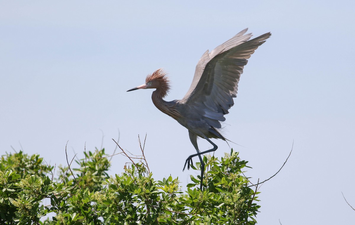 Reddish Egret - ML149062681
