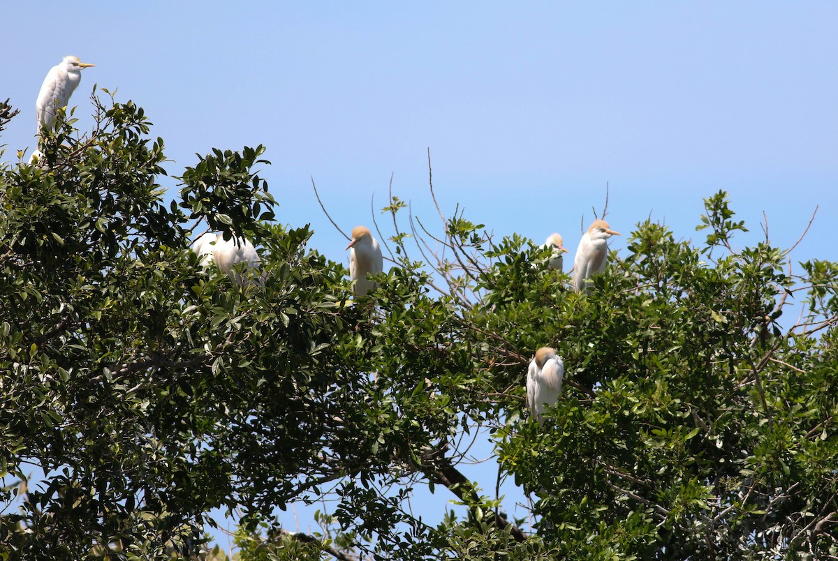 Western Cattle-Egret - ML149062761