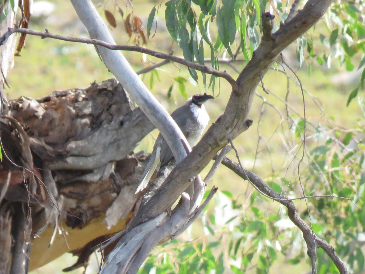 Noisy Friarbird - ML149063091