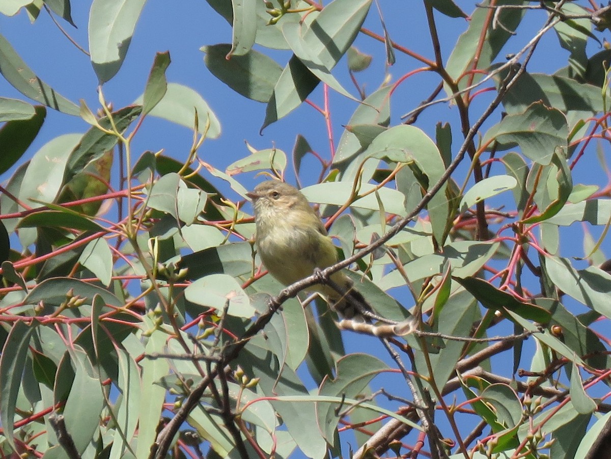 Weebill - ML149063441