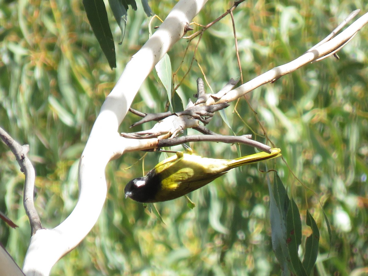 White-eared Honeyeater - ML149063631