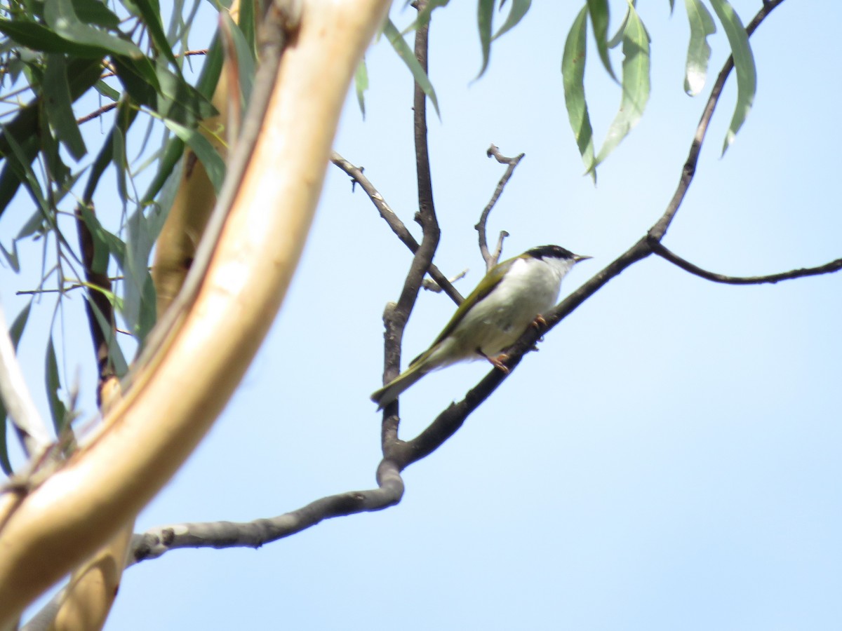 White-naped Honeyeater - ML149063781