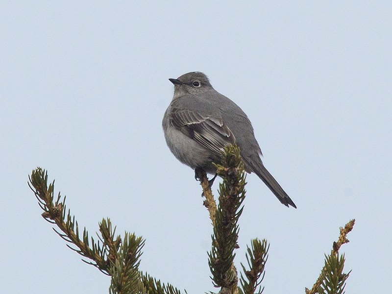 Townsend's Solitaire - ML149063911