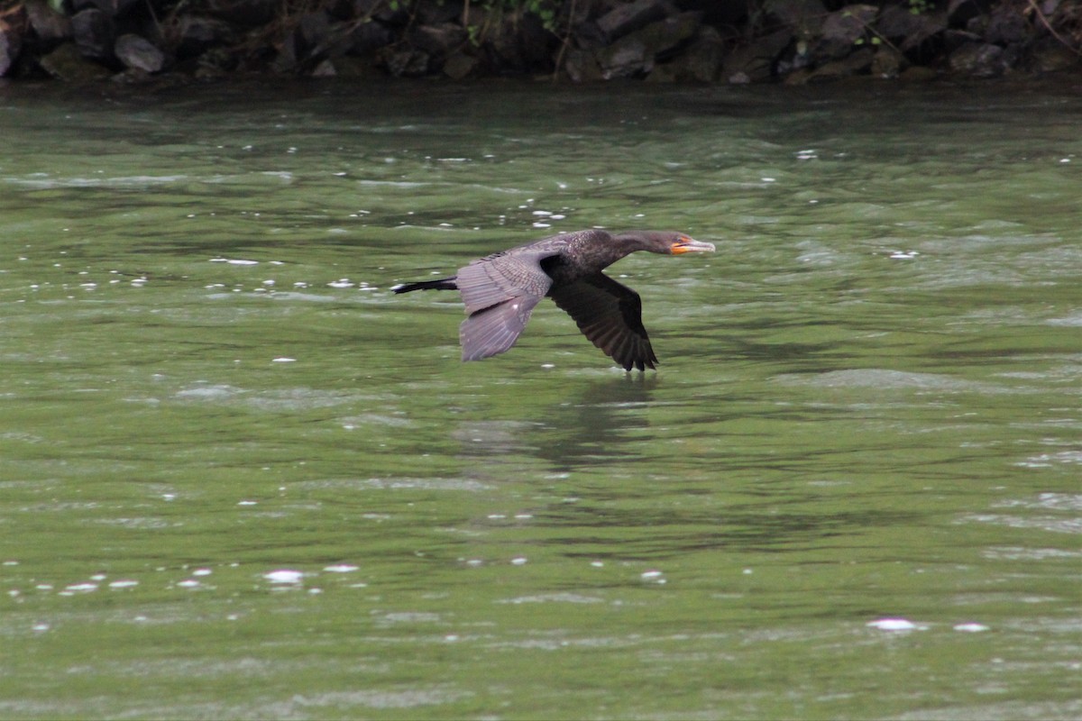 Double-crested Cormorant - ML149063931