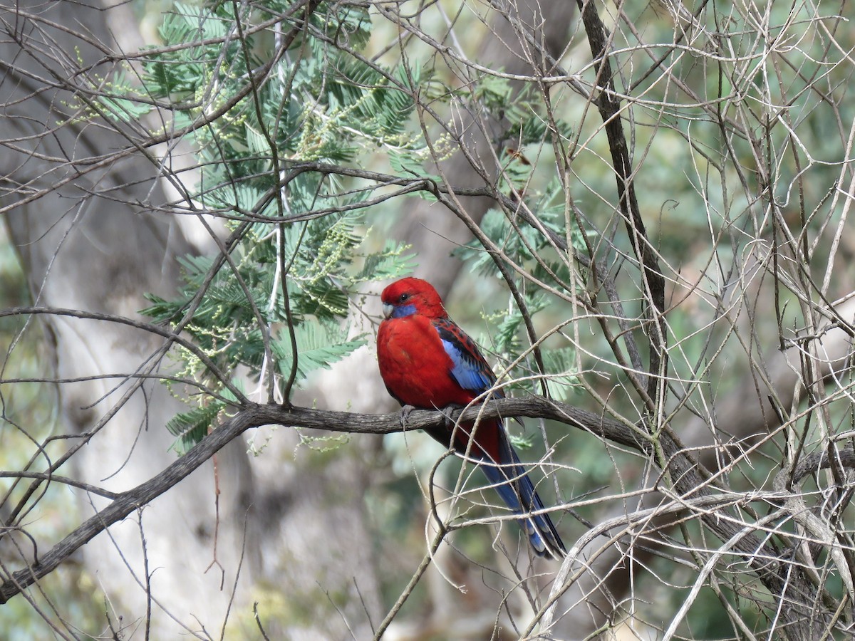 Crimson Rosella - ML149063951